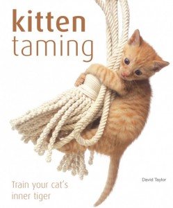 Kitten Taming