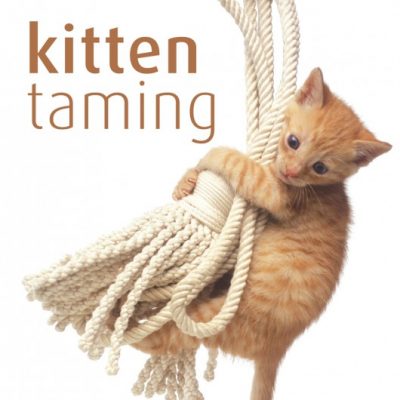 Kitten Taming