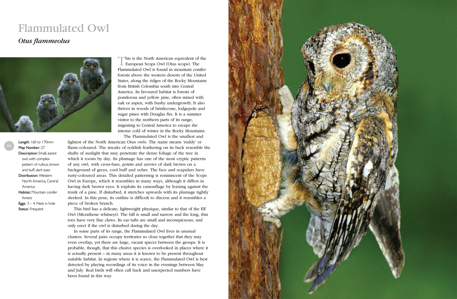 North American Owls Spread