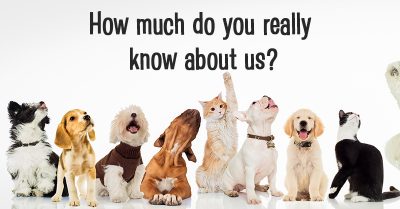 Fun Facts About Our Furry Friends