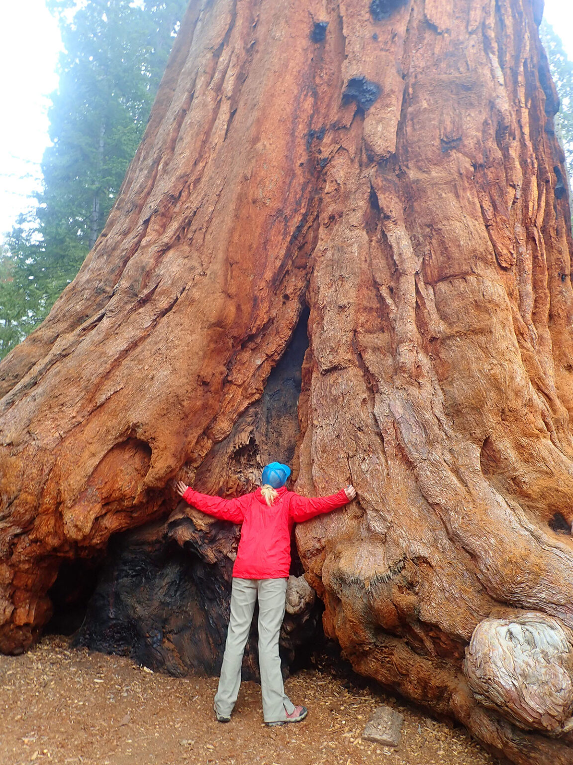 5 Best Tree Hikes in North American National Parks Thunder Bay Press